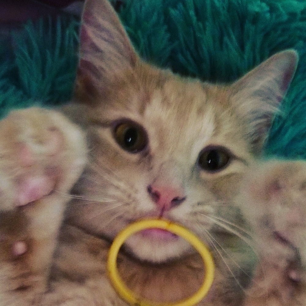 Meet your Posher, Katy